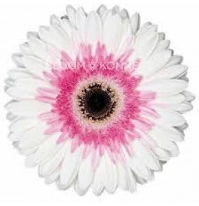 ΖΕΡΜΠΕΡΑ ΑΡΤΙΣΤχ50 εισαγωγης GERBERA GR ARTISTχ50